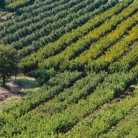 Corte San Ruffillo Country